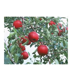 草莓苗,苹果苗的形态特征
