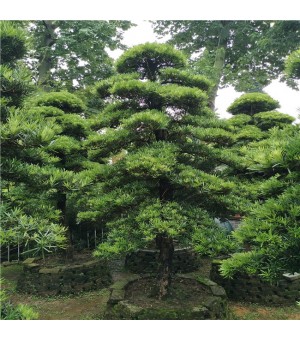 佛山供应日本黑松园林景观树