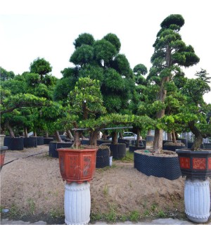 广东星戈园林常年供应绿化苗木