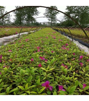 绿化小苗报价：毛鹃、白梅、春鹃、耐寒广玉兰、紫鹃、垂榆、蔷微