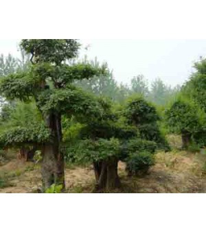 景观树桩报价：百日红、刺柏、圆柏树、白榆树、梅花桂花、罗汉松