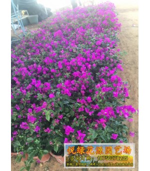 三角梅福建漳州基地种植供应三角梅 自产自销品种多样 规格齐全